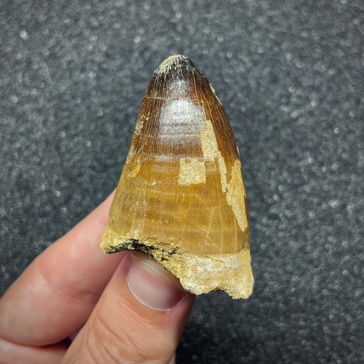 F2693 | Mosasauro | Prognathodon curii