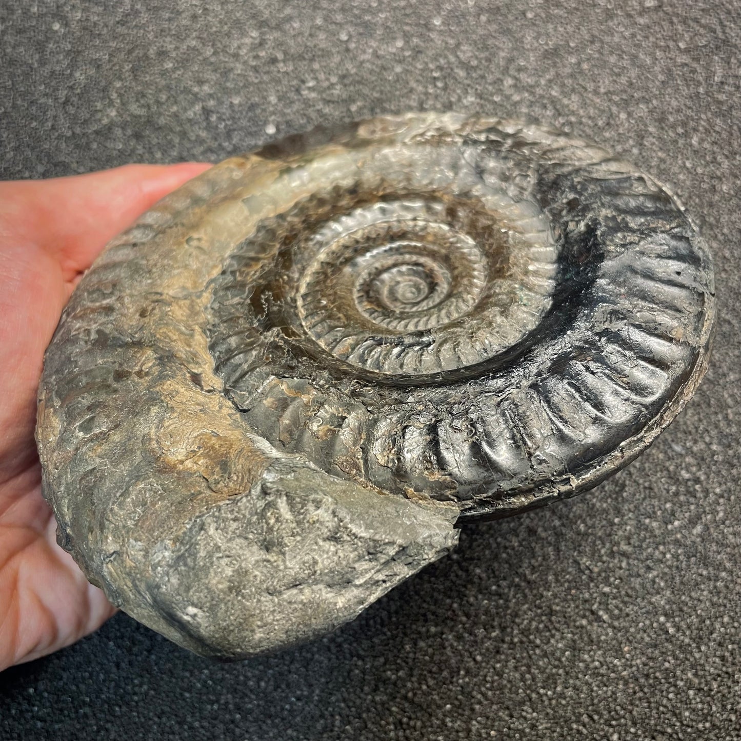 F2811 | Ammonite | Hildoceras sp.
