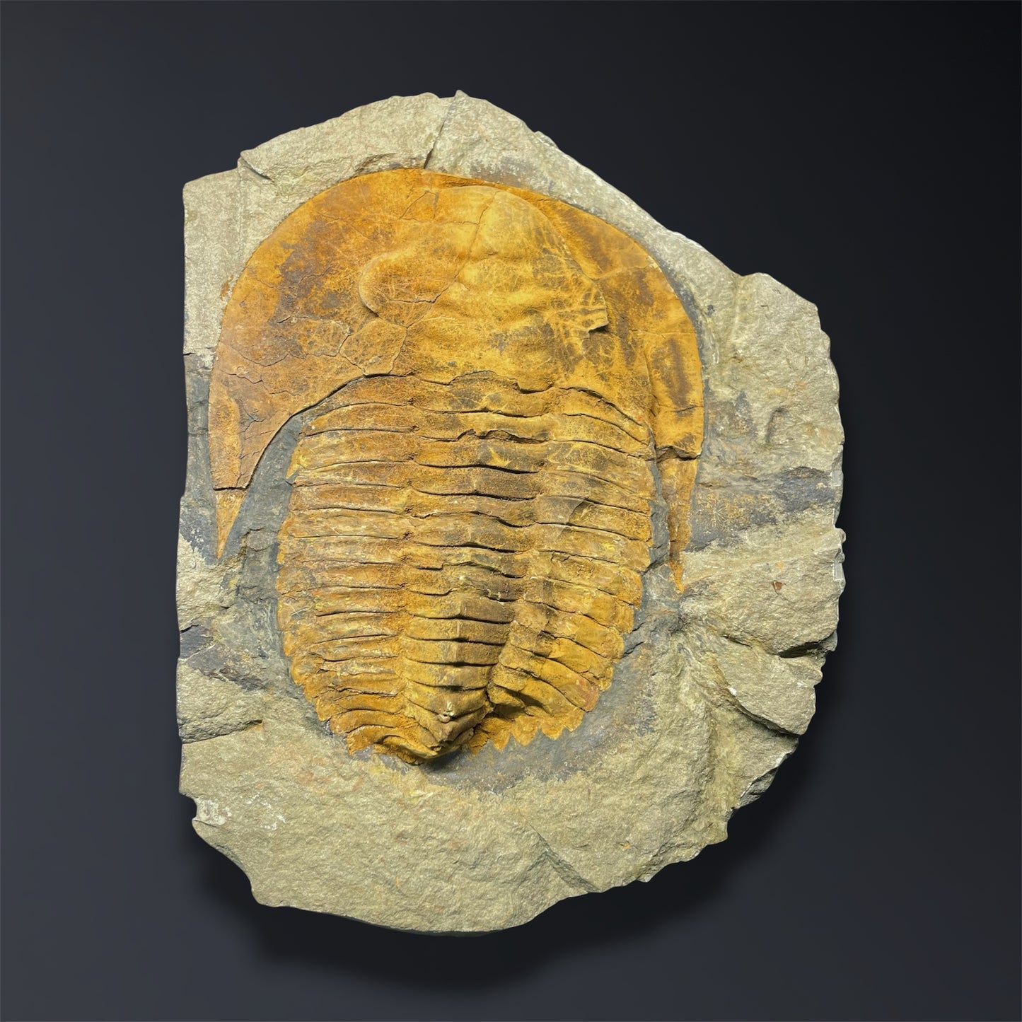 F2863 | Trilobite | Cambropallas telesto