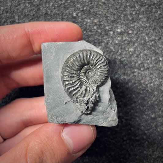 F2538 | Ammonite | Pleydellia sp.