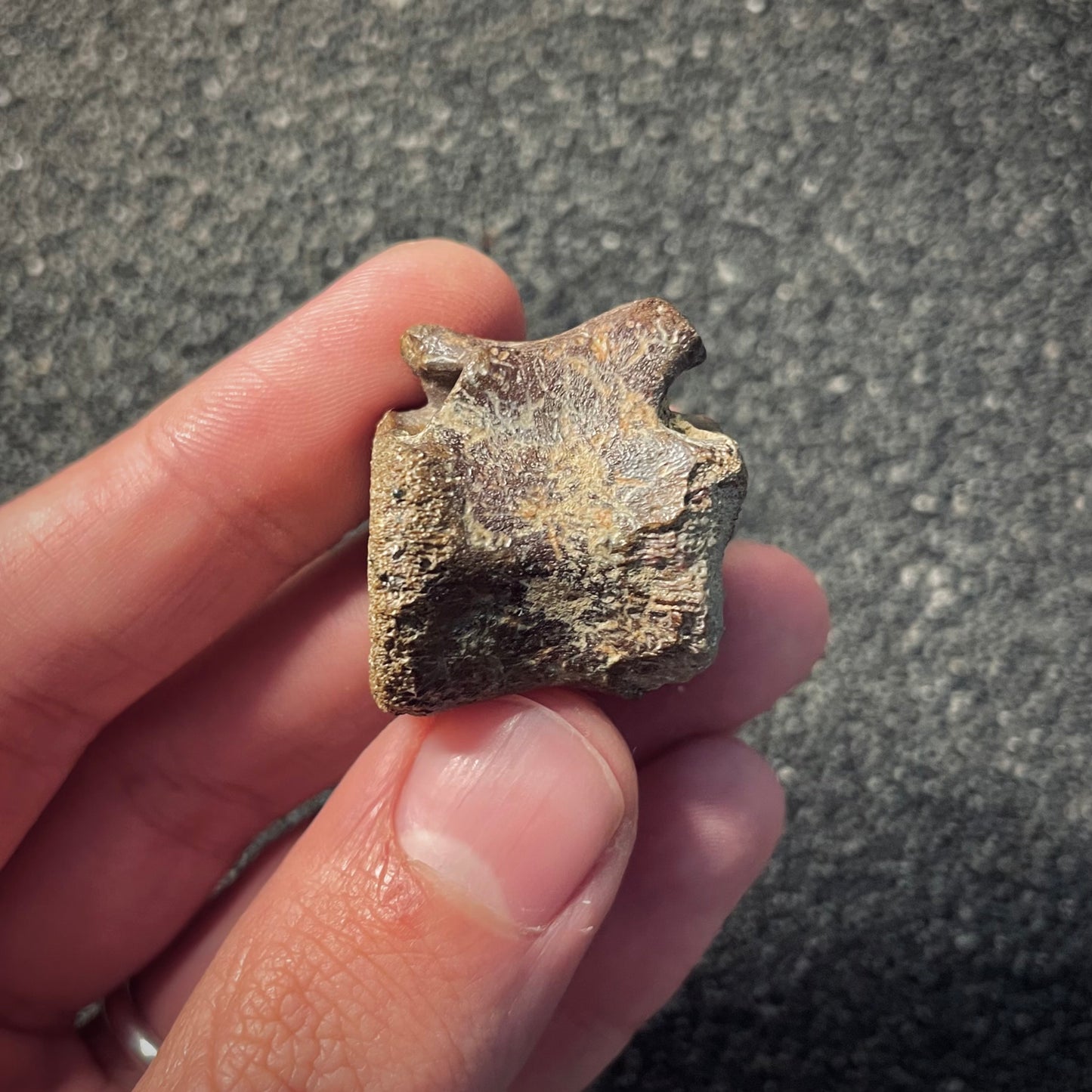 F2048 | Dinosauro | Hadrosauridae indet.
