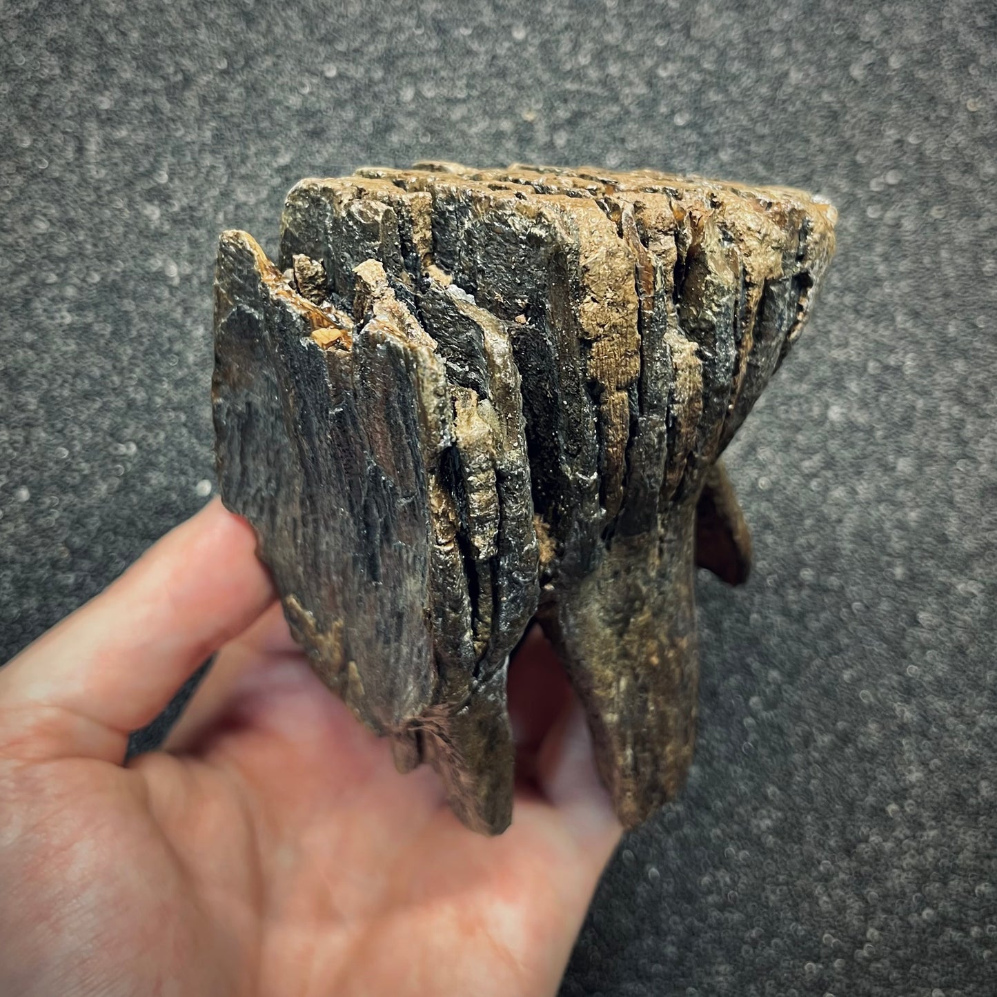 F2781 | Mammut | Mammuthus sp.