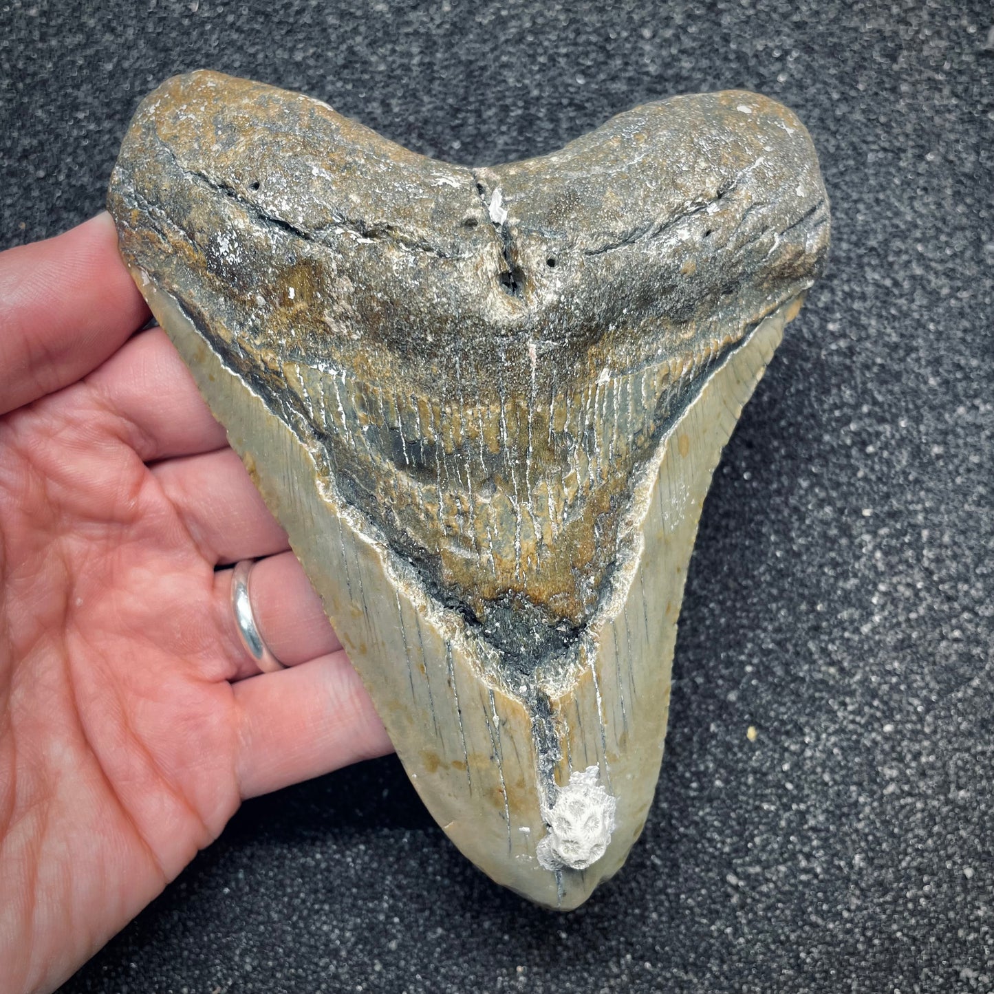 F2628 | Squalo | Otodus megalodon