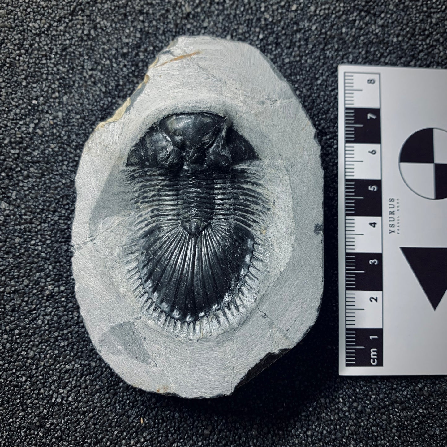 F499 | Trilobite | Thysanopeltis speciosa