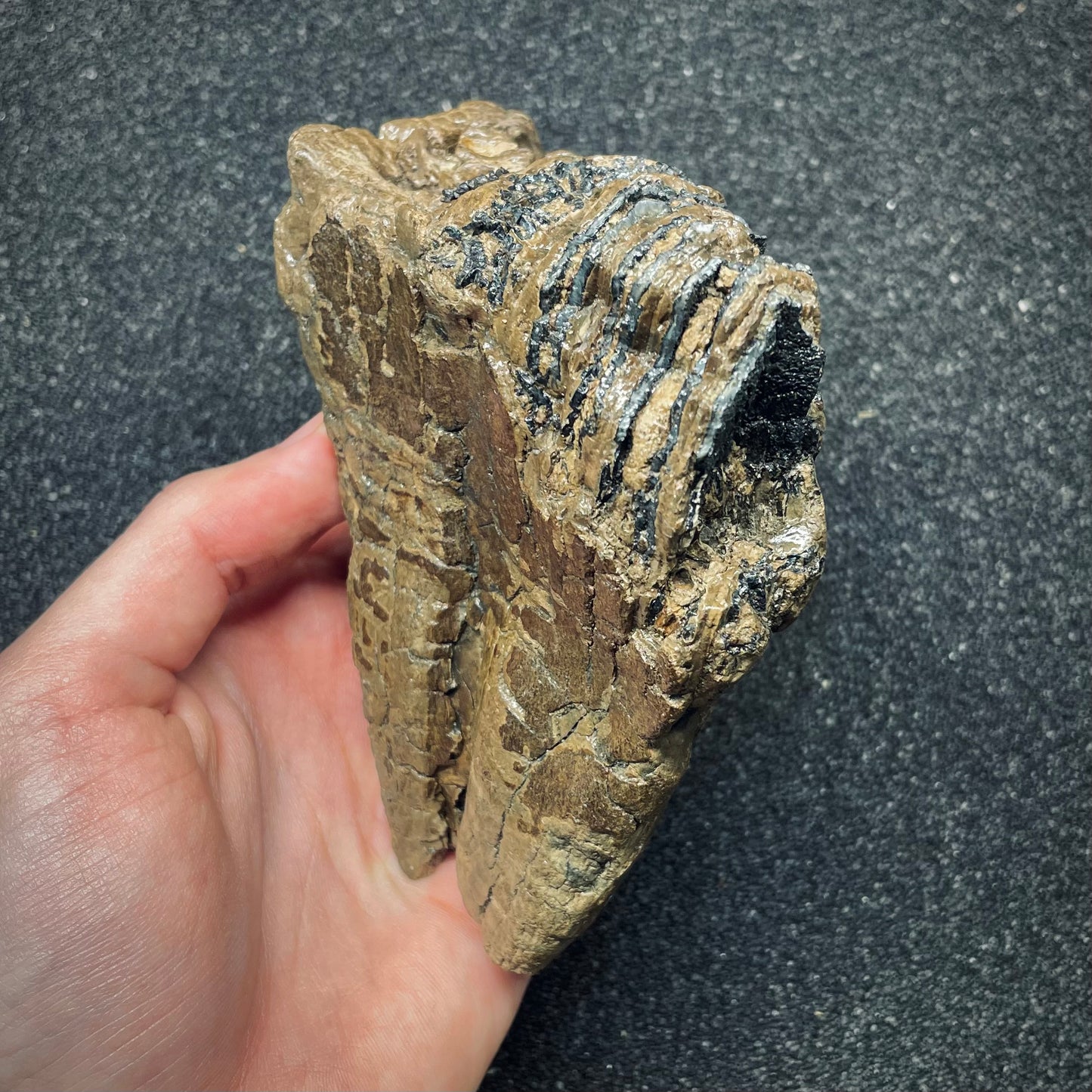 F2672 | Mammut | Mammuthus sp.