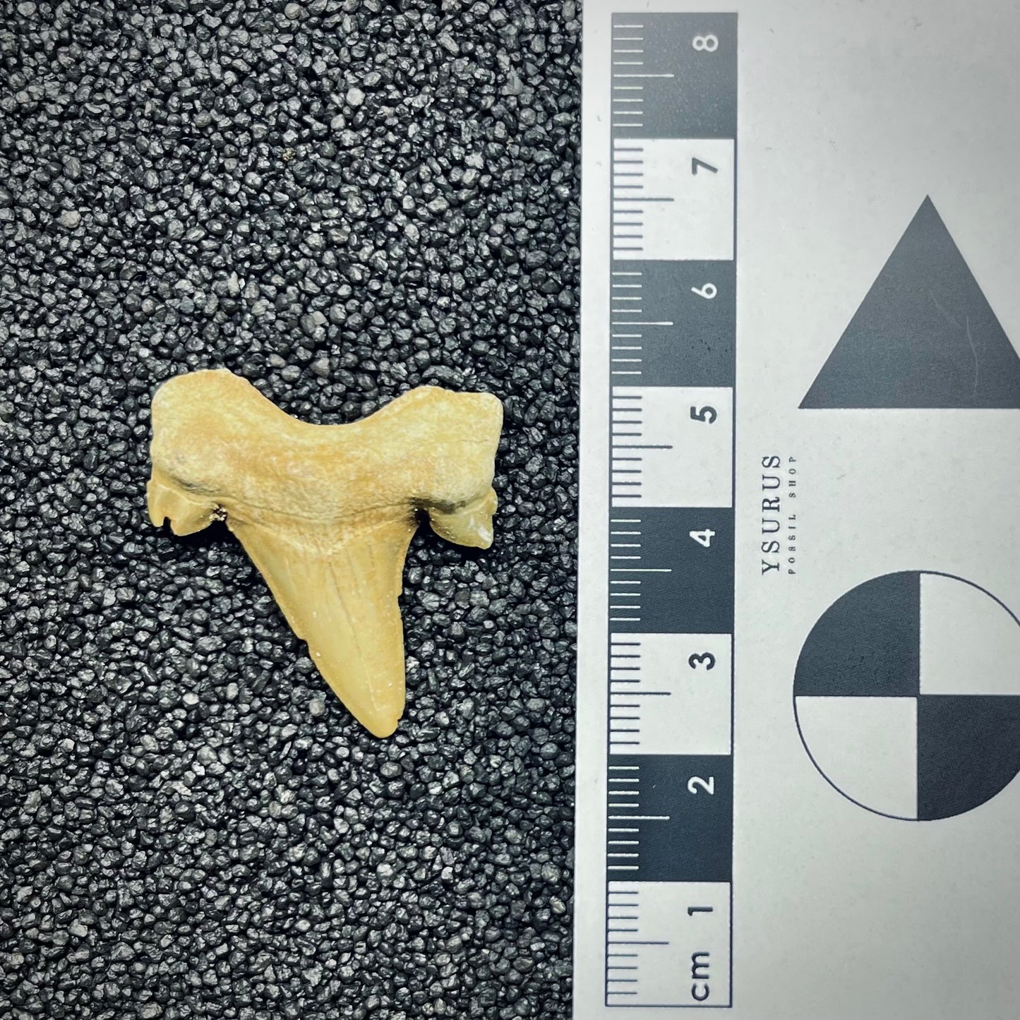 F2751 | Squalo | Otodus obliquus