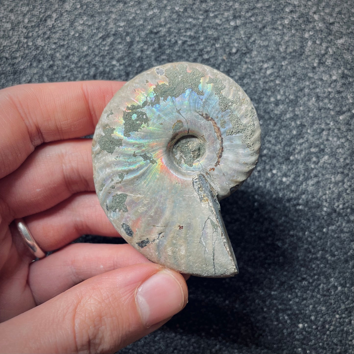 F1457 | Ammonite | Cleoniceras sp.