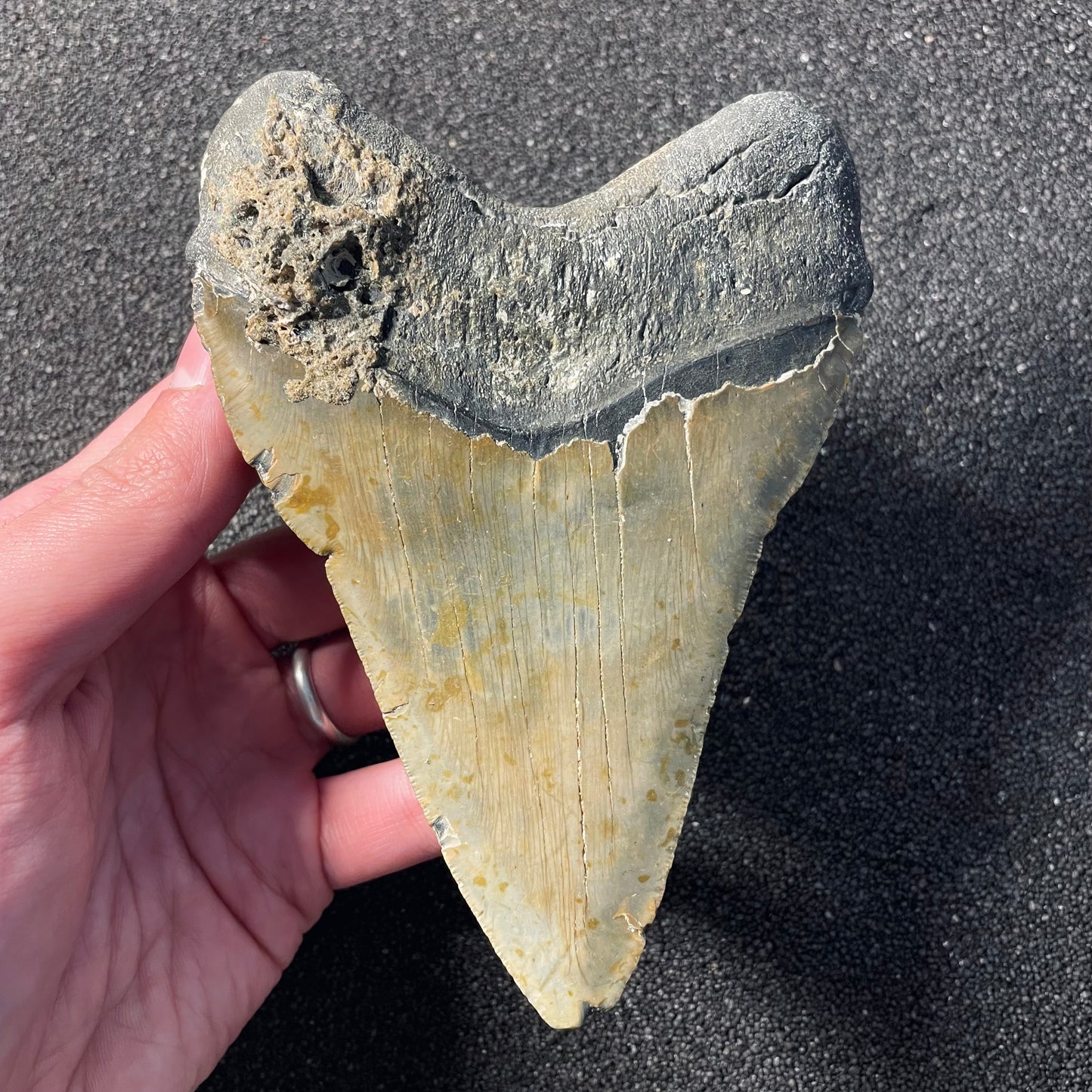 F2355 | Squalo | Otodus megalodon