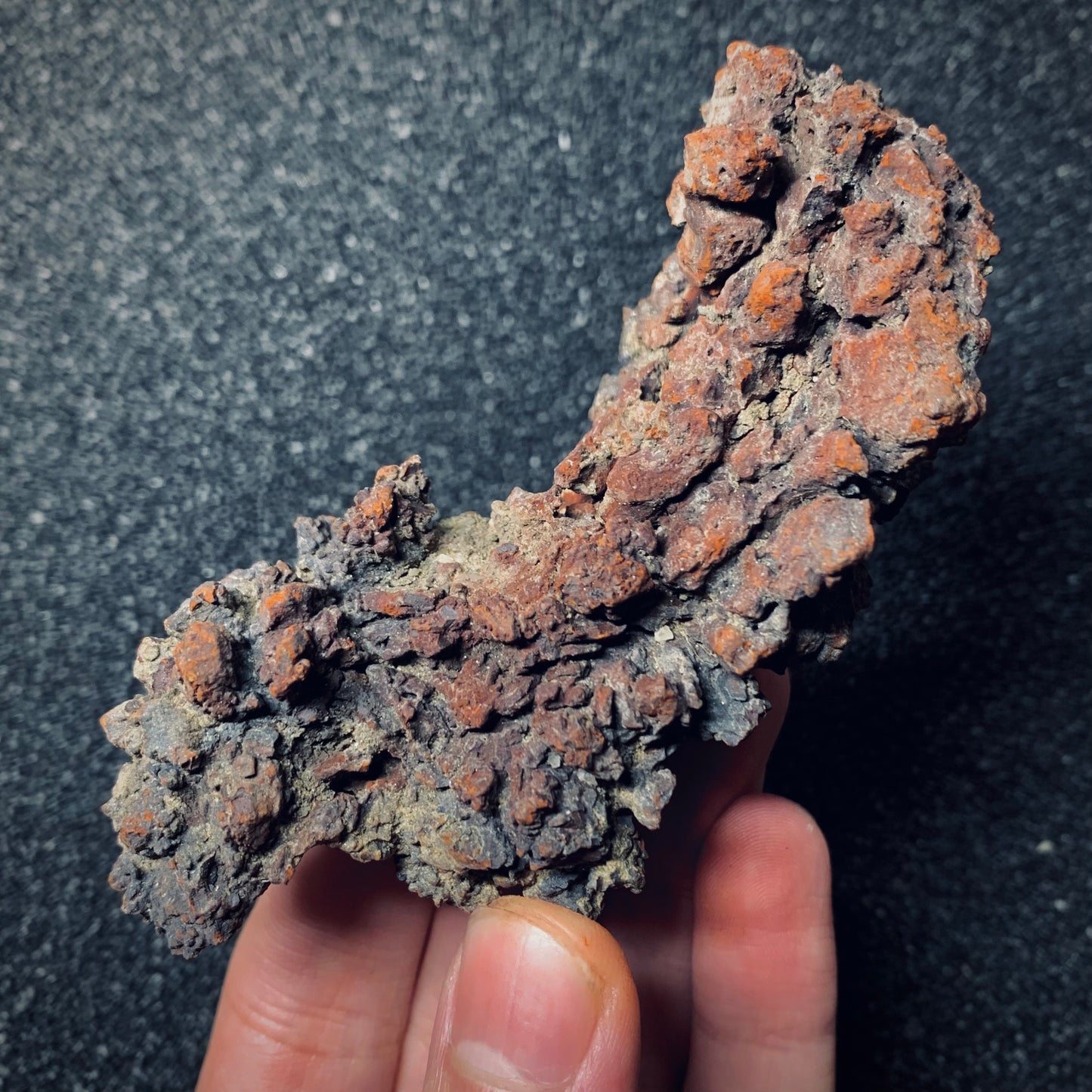 F687 | Coprolite - Cololite | Testuggine