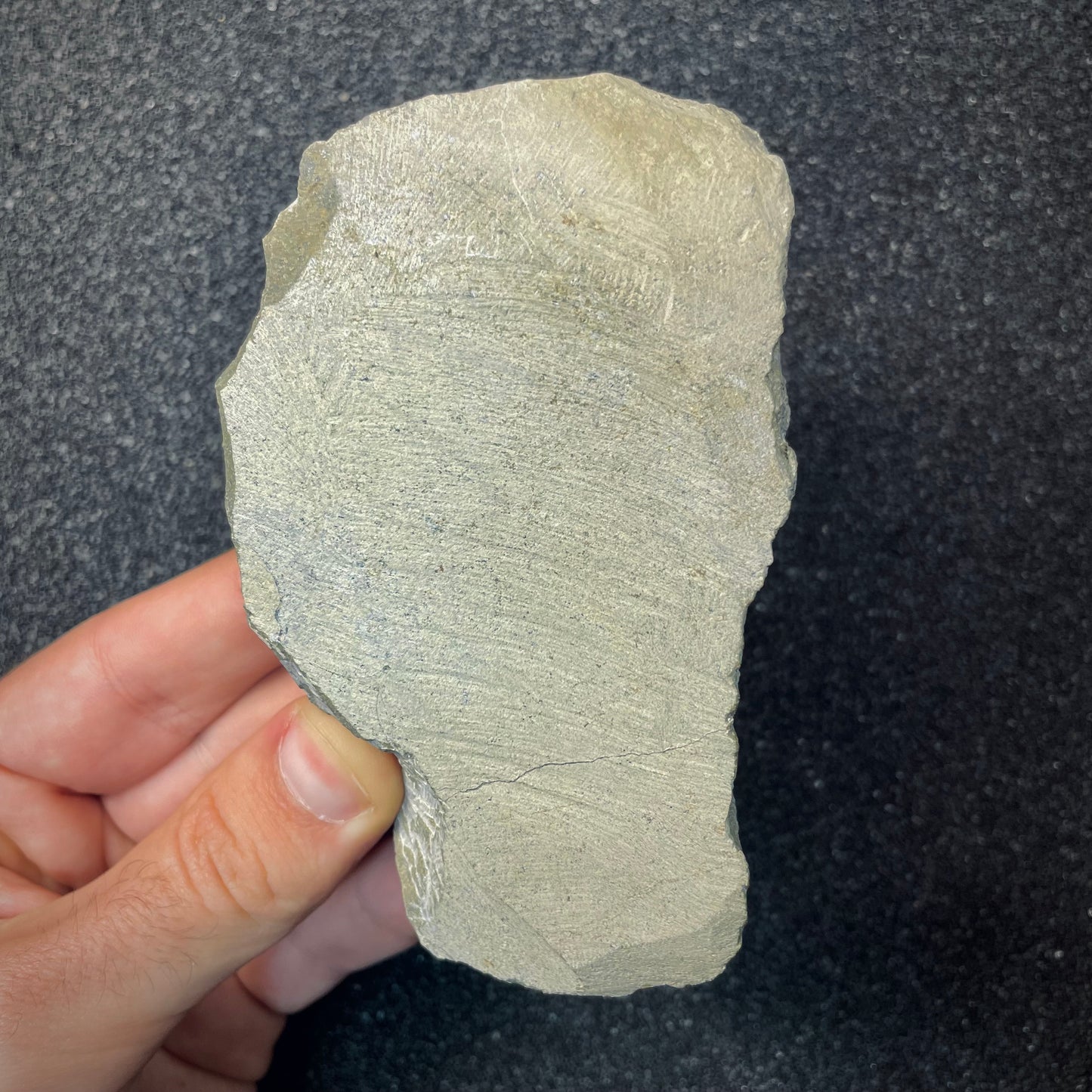 F2617 | Trilobite | Hollardops sp.