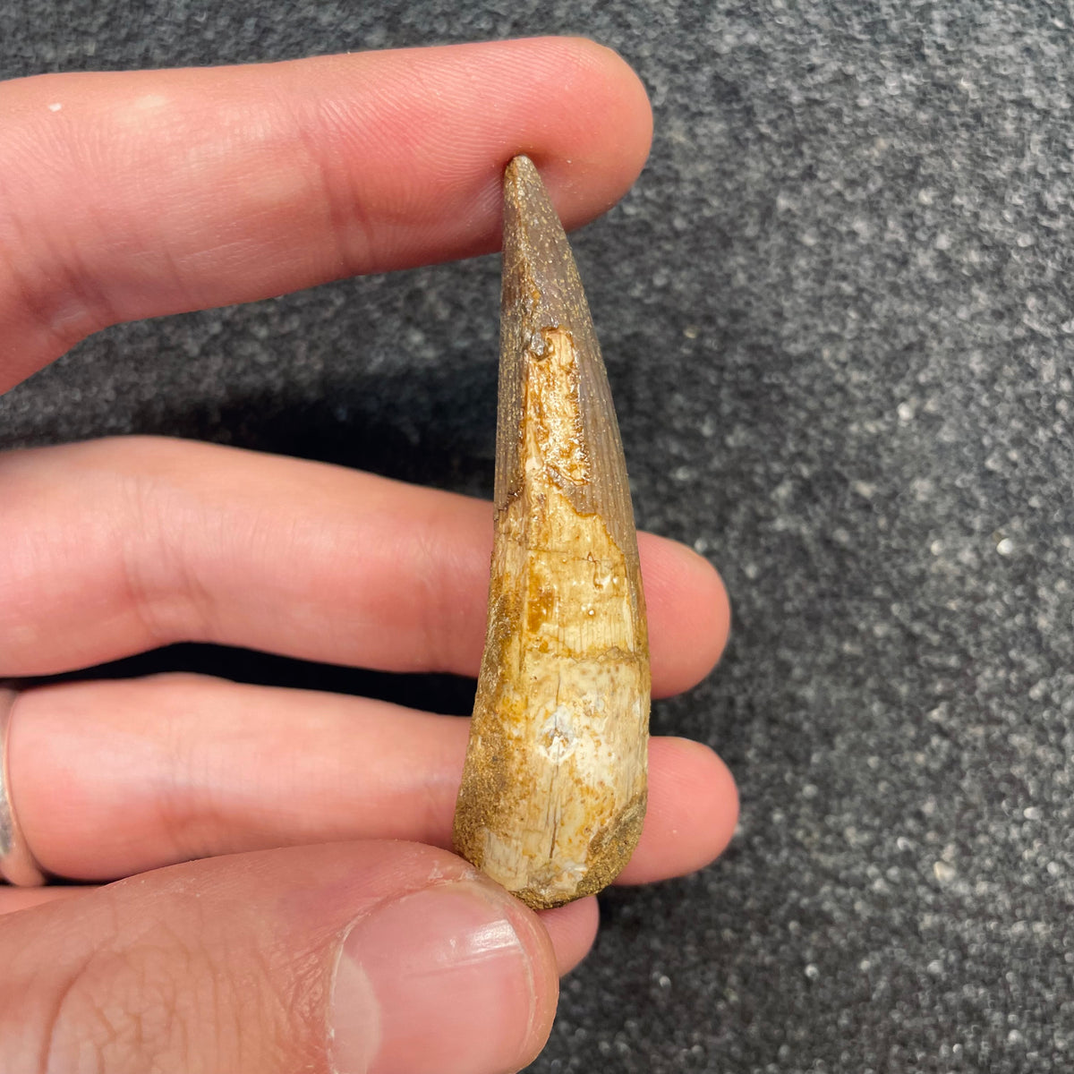 F3097 | Dinosauro | Spinosaurus aegyptiacus