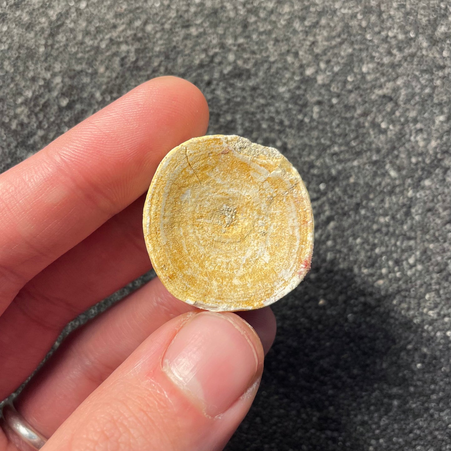 F2207 | Squalo | Selachimorpha indet.