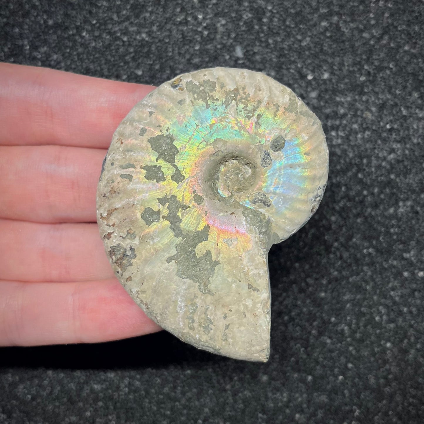 F2960 | Ammonite | Cleoniceras sp.