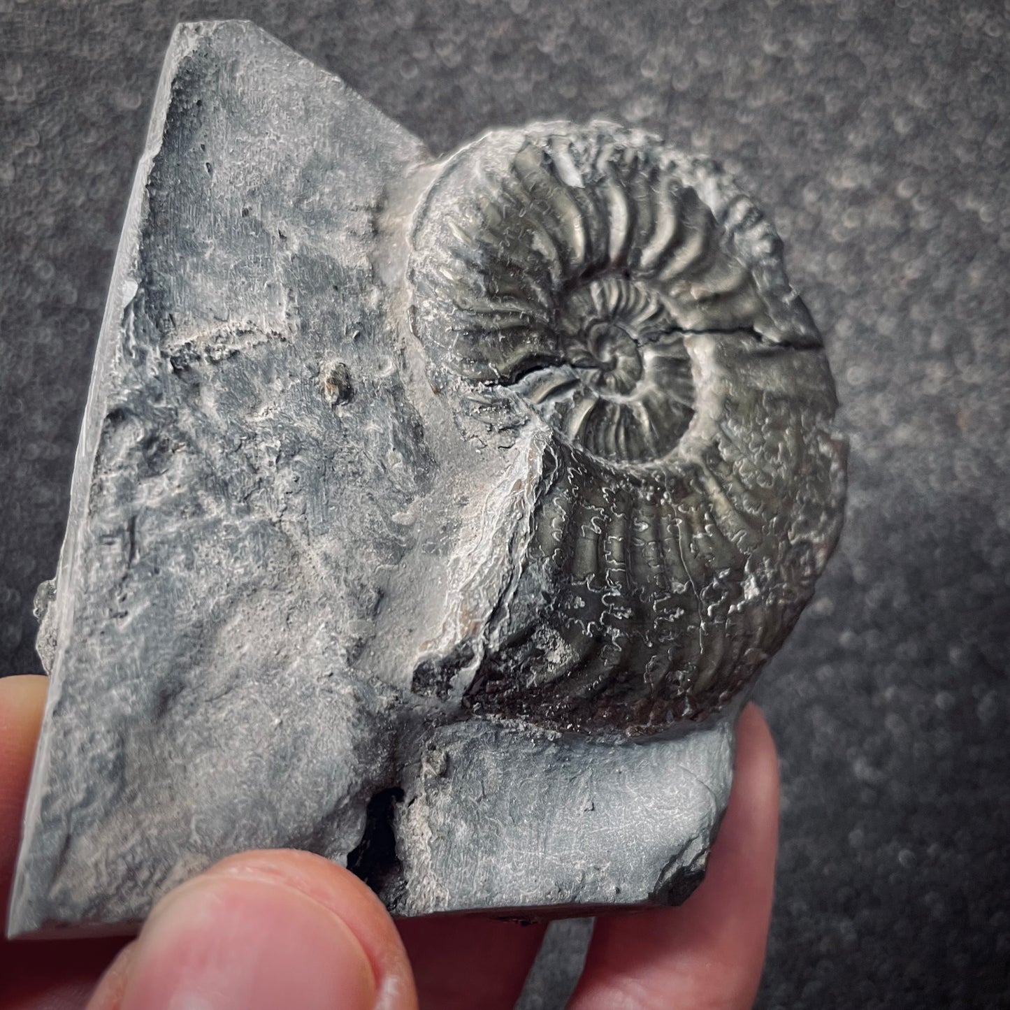 F2550 | Ammonite | Pleydellia sp.