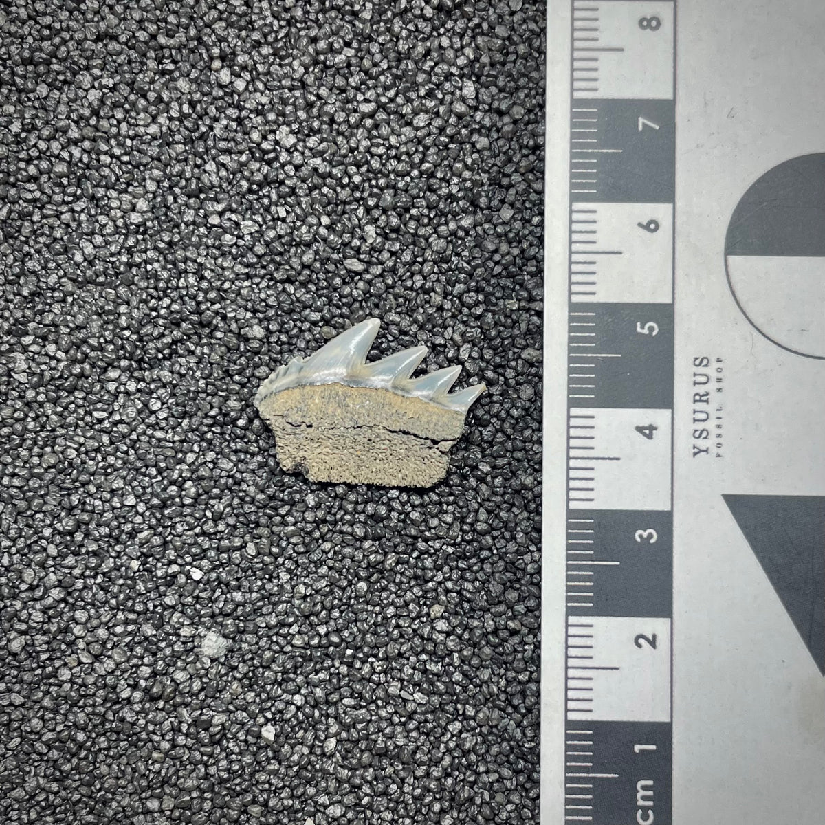 F3030 | Squalo | Notorynchus cepedianus