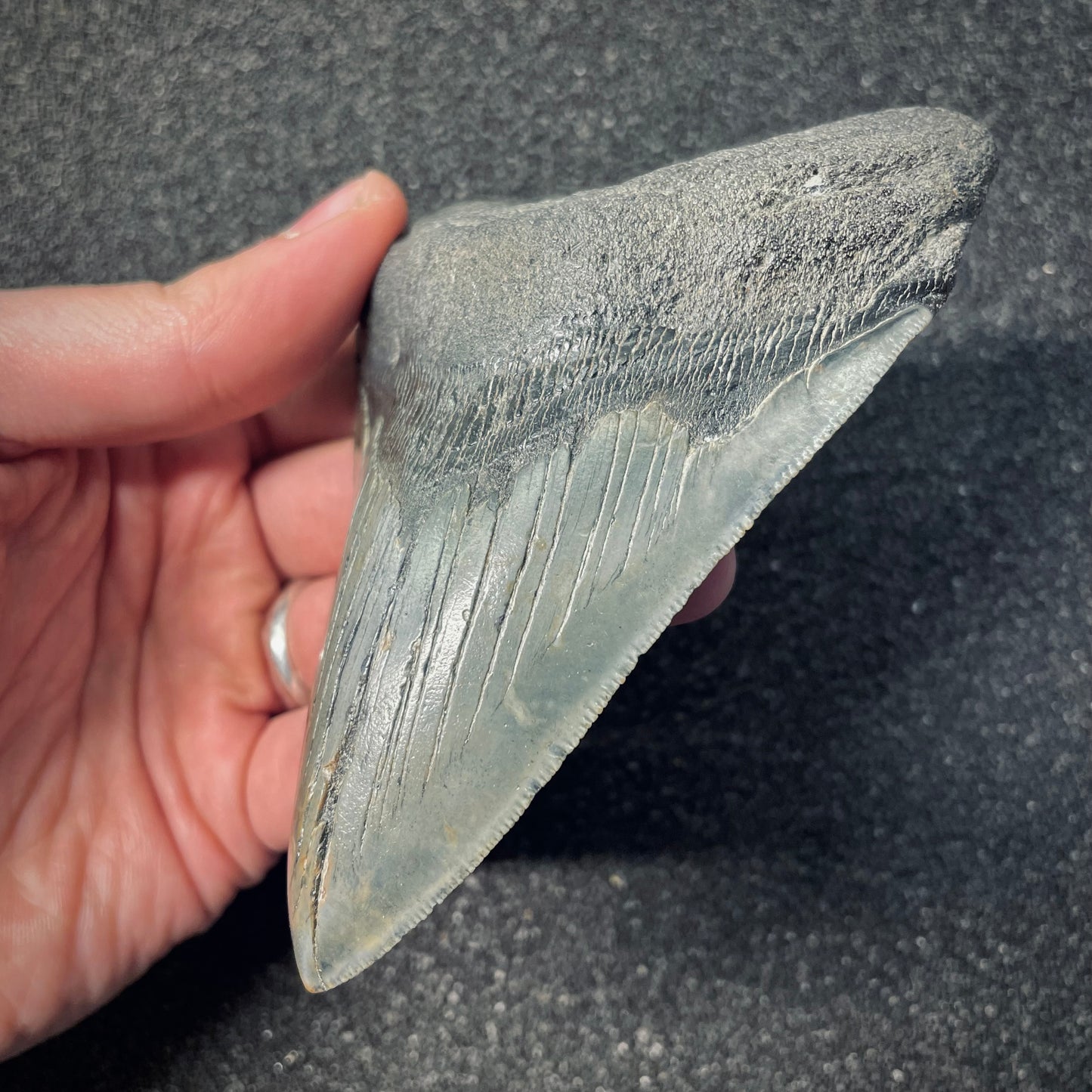F2578 | Squalo | Otodus megalodon