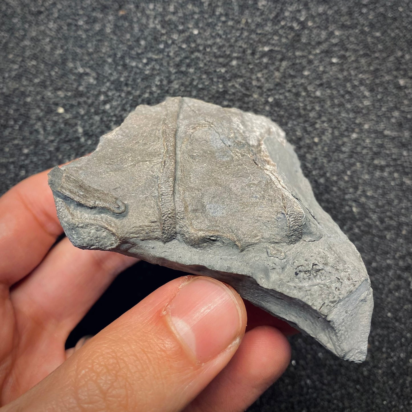 F2676 | Ittiosauro | Ichthyosauria indet.