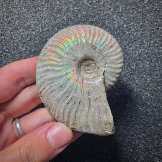 F2015 | Ammonite | Cleoniceras sp.