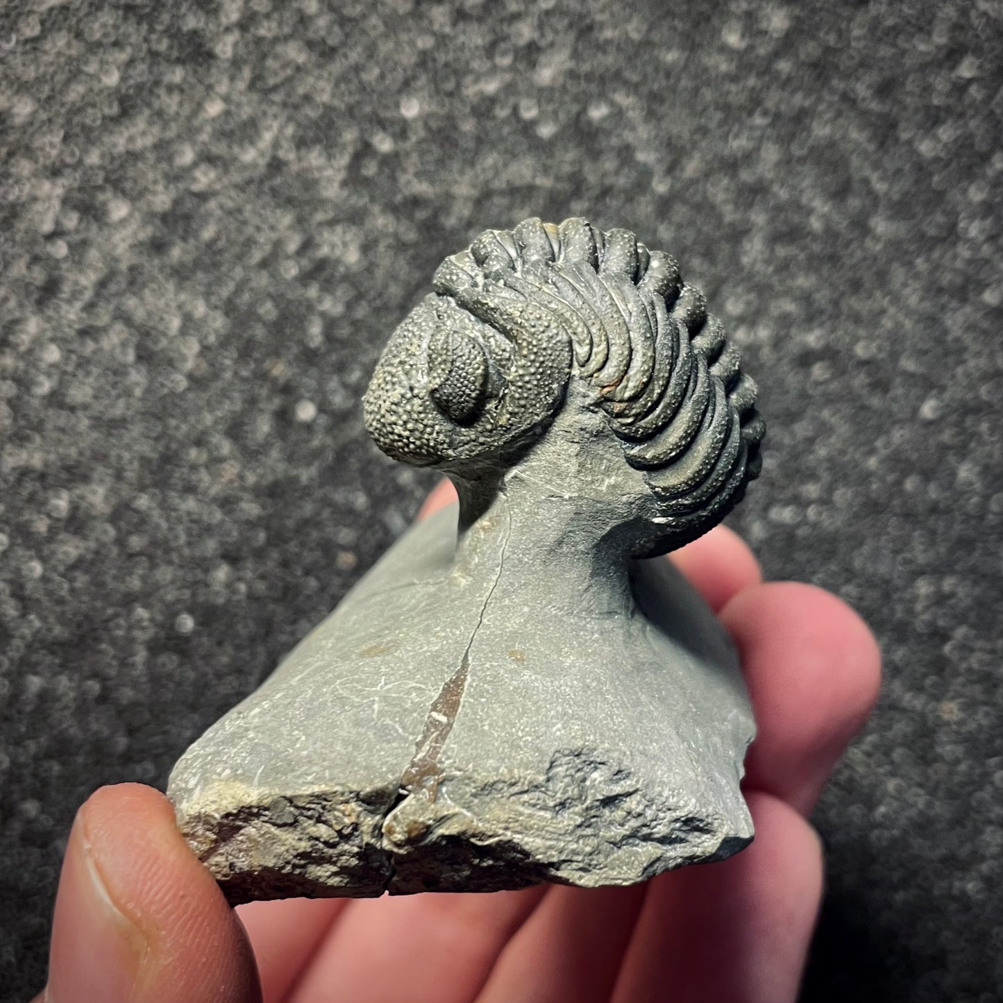 F2143 | Trilobite | Phacopidae indet.