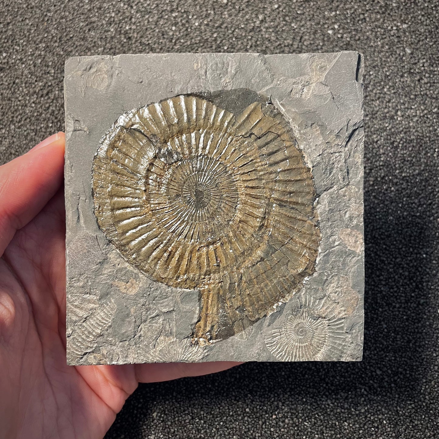 F2164 | Ammonite | Dactylioceras commune