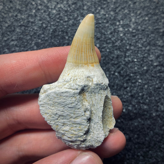 F771 | Mosasauro | Gavialimimus almaghribensis