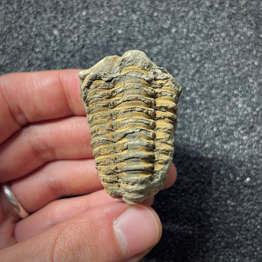 F1897 | Trilobite | Flexicalymene sp.