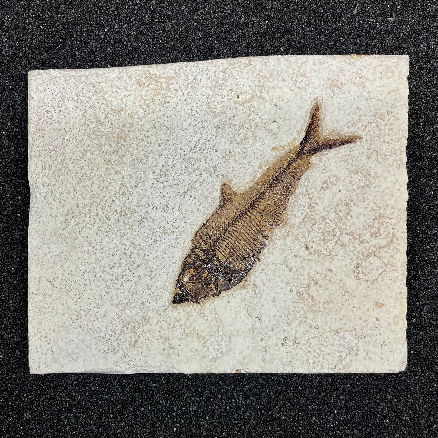 F2729 | Pesce | Diplomystus dentatus