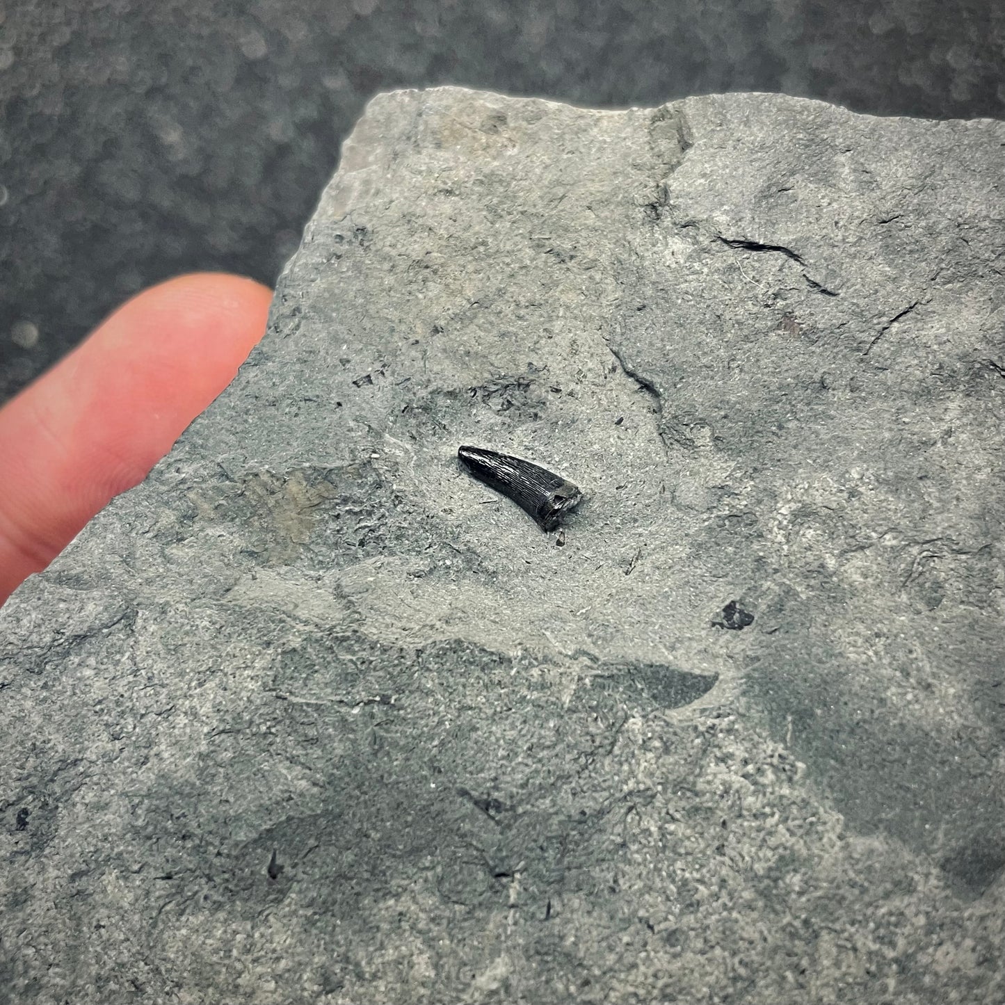 F2683 | Coccodrillo | Steneosaurus sp.