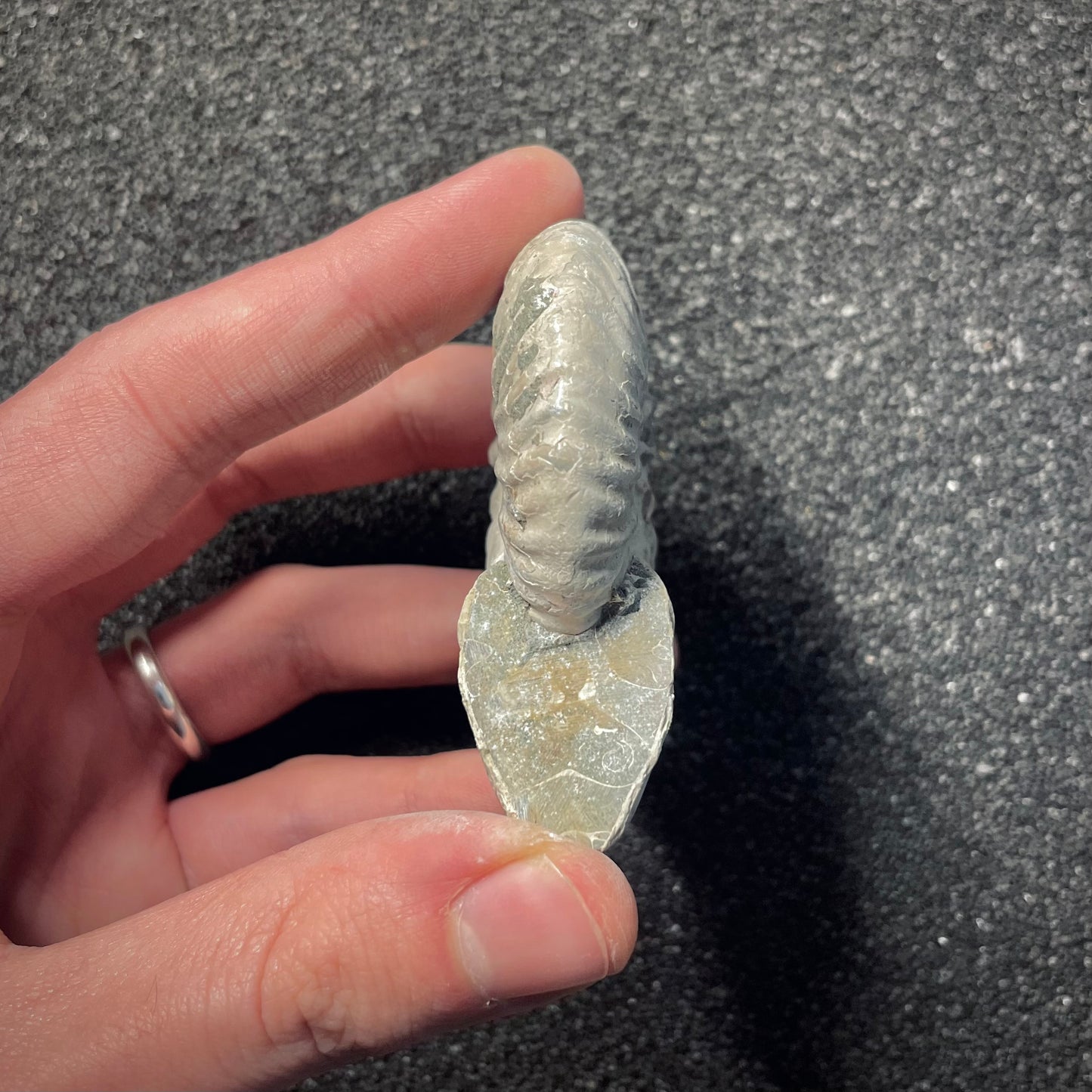 F2157 | Ammonite | Cleoniceras madagascariense