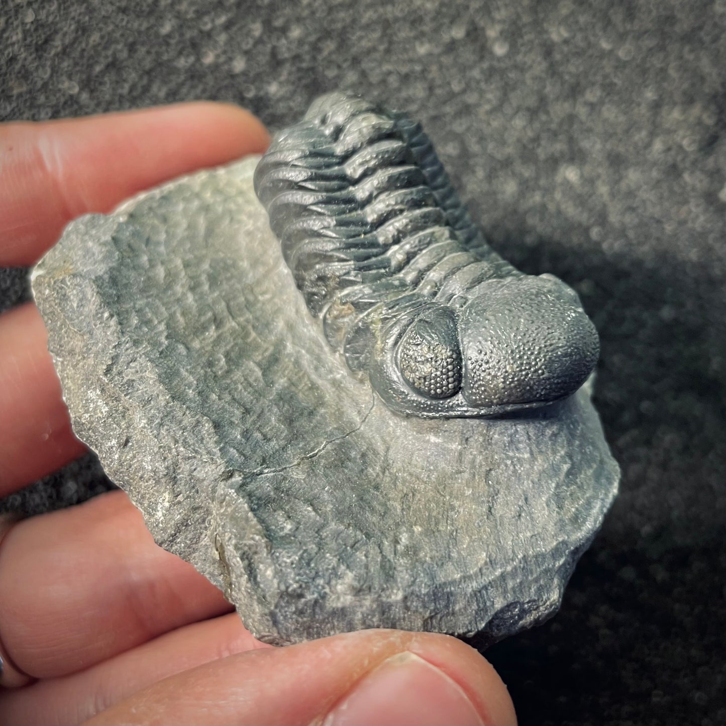 F2606 | Trilobite | Phacopidae indet.