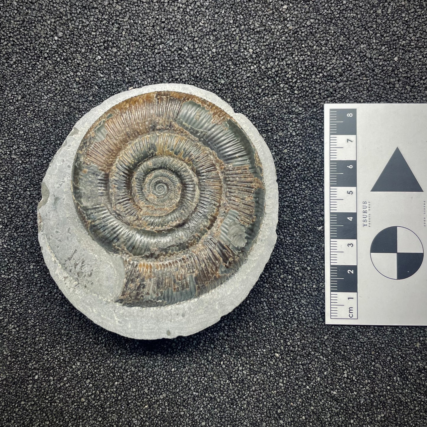 F2814 | Ammonite | Dactylioceras tenuicostatum