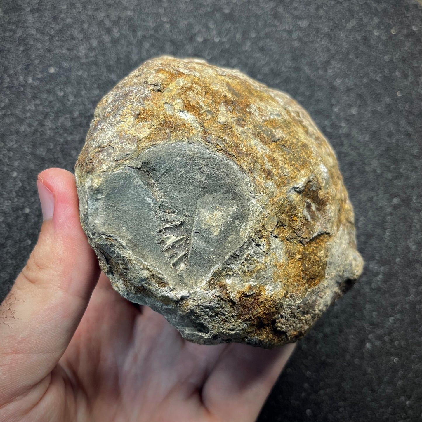 FNP27 | Fossile da preparare | Ammonite | Dactylioceratidae indet.