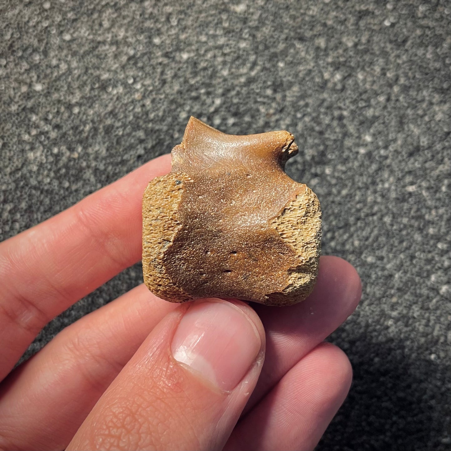 F2047 | Dinosauro | Hadrosauridae indet.