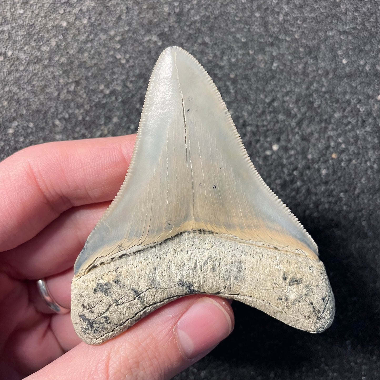 F2413 | RARO | Squalo | Otodus megalodon