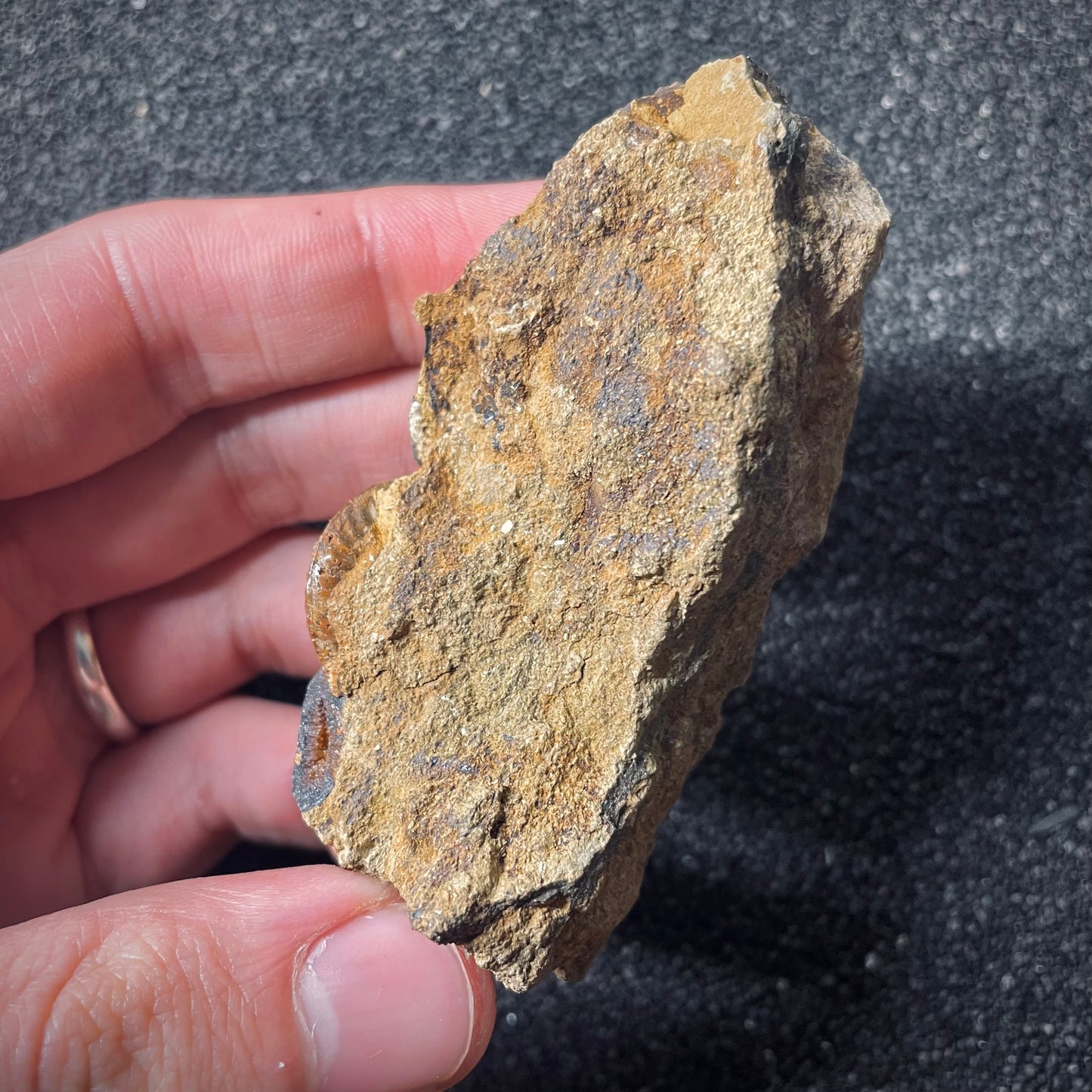 F2568 | Ammonite | Graphoceratidae indet.