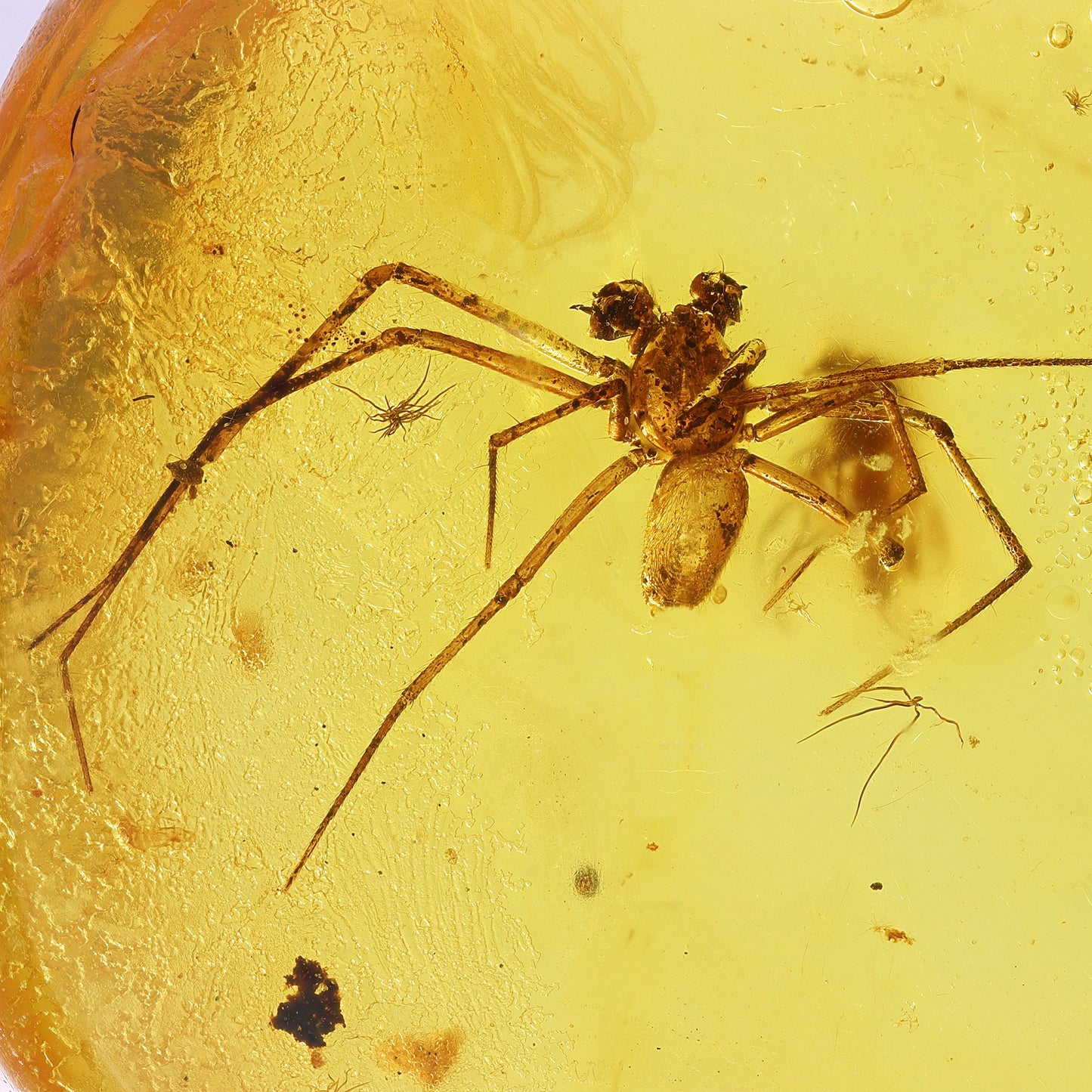 F2424 | Ambra con inclusione | Linyphiidae indet.