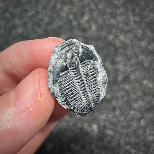 F3018 | Trilobite | Elrathia kingii