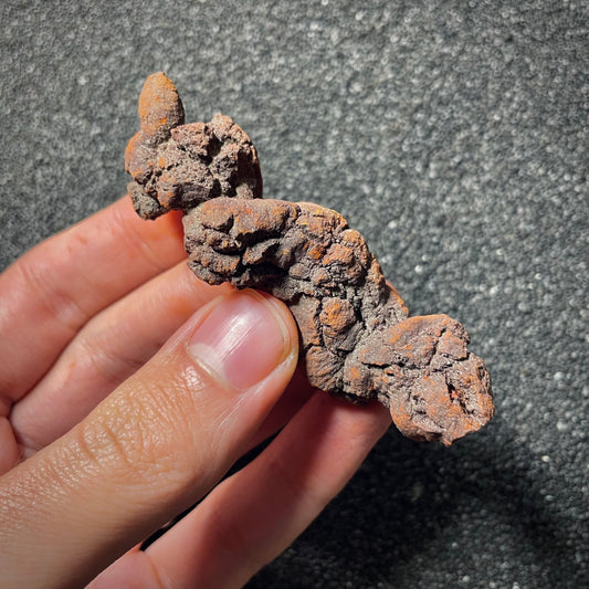 F2069 | Coprolite - Cololite | Testuggine