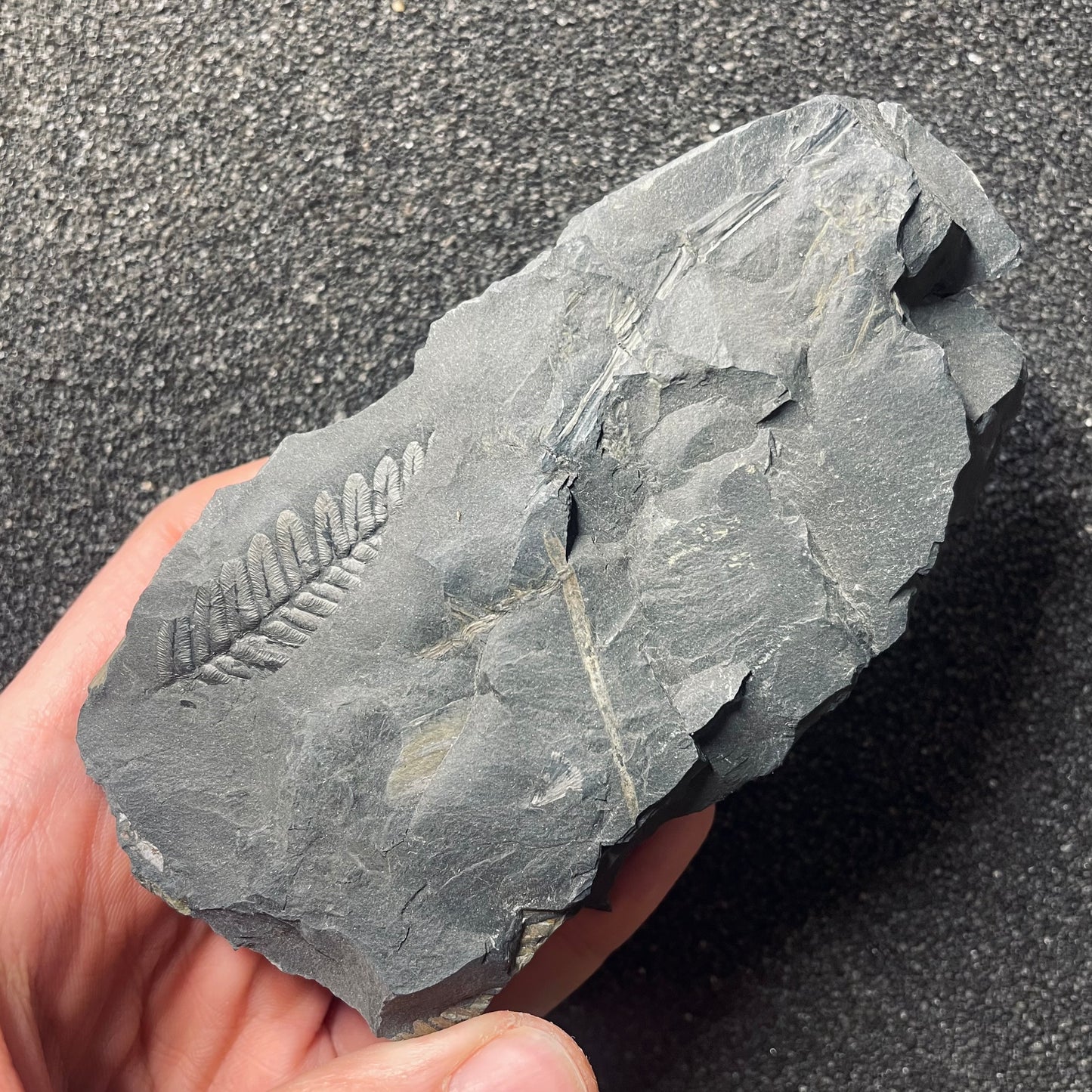 F2482 | Pianta | Neuropteris sp.