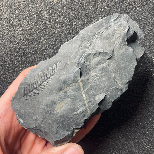 F2482 | Pianta | Neuropteris sp.