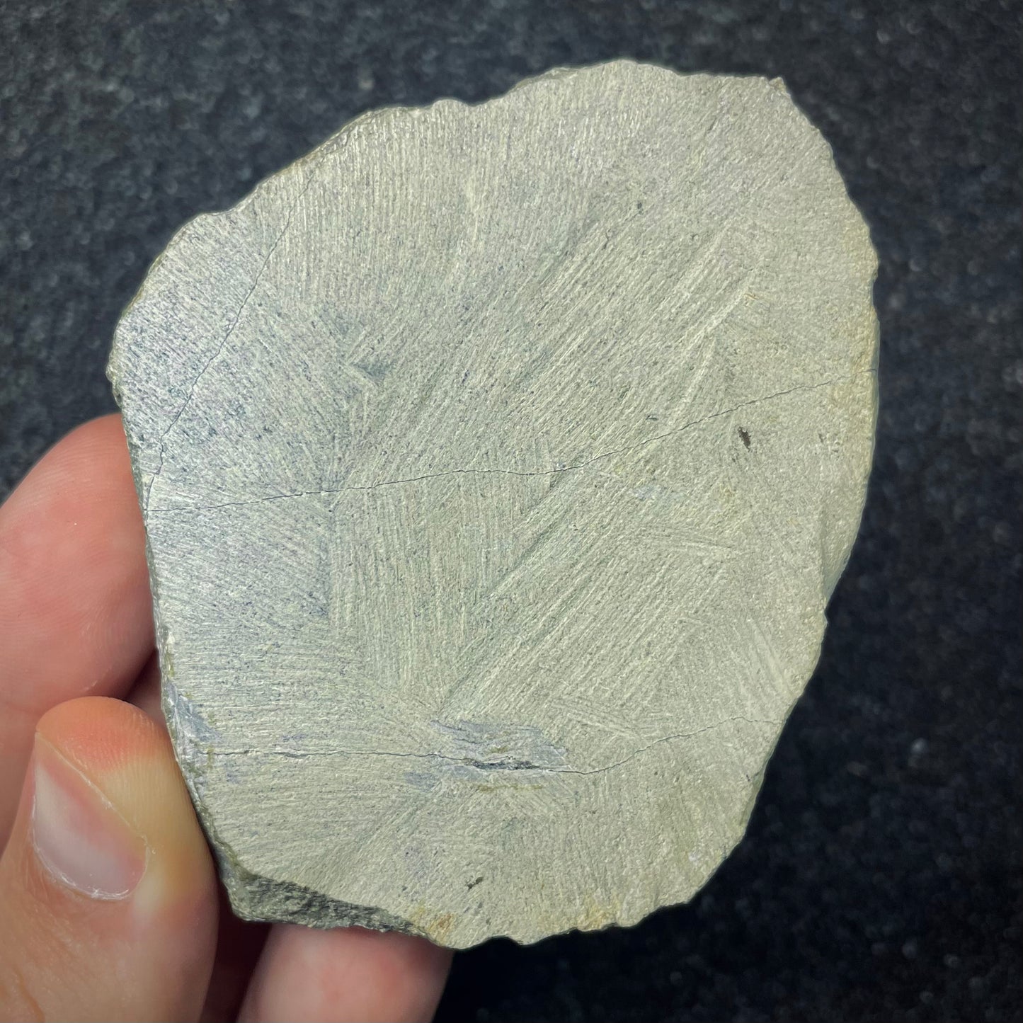 F2618 | Trilobite | Hollardops sp.