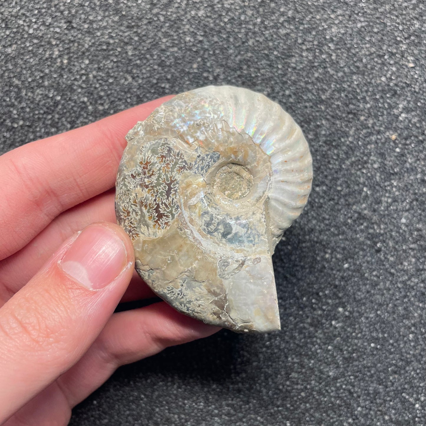 F2383 | Ammonite | Cleoniceras sp.