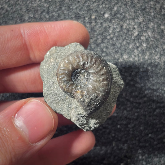 F2575 | Ammonite | Graphoceratidae indet.