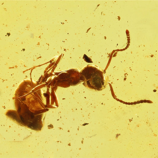 F2080 | Ambra con inclusione | Dolichoderus sp.
