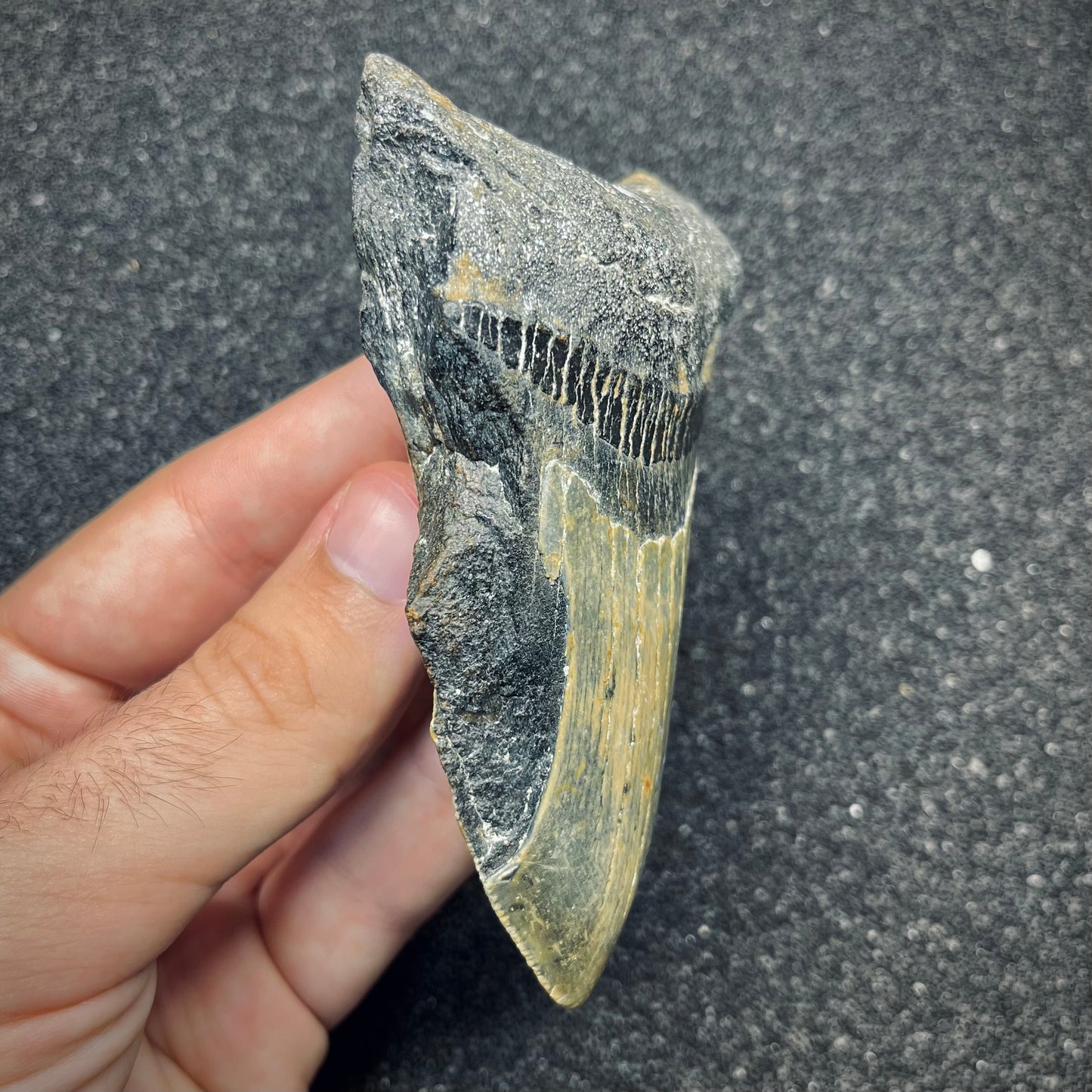 F2775 | Squalo | Otodus megalodon