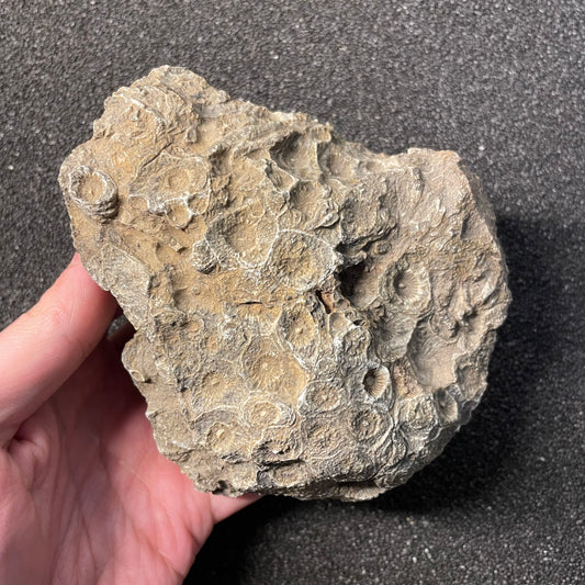 F2473 | Corallo | Hexagonaria sp.