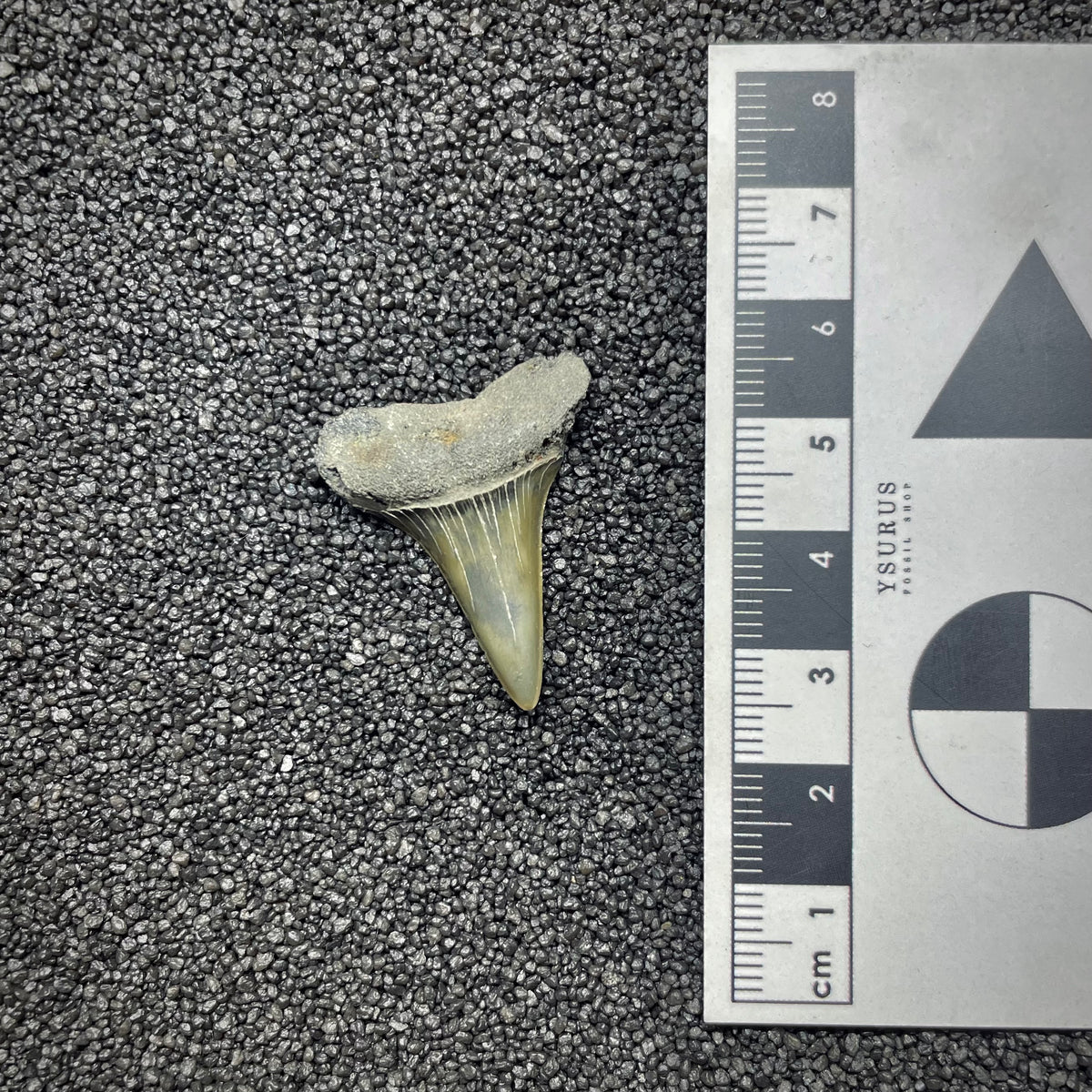 F3046 | Squalo |  Carcharodon hastalis