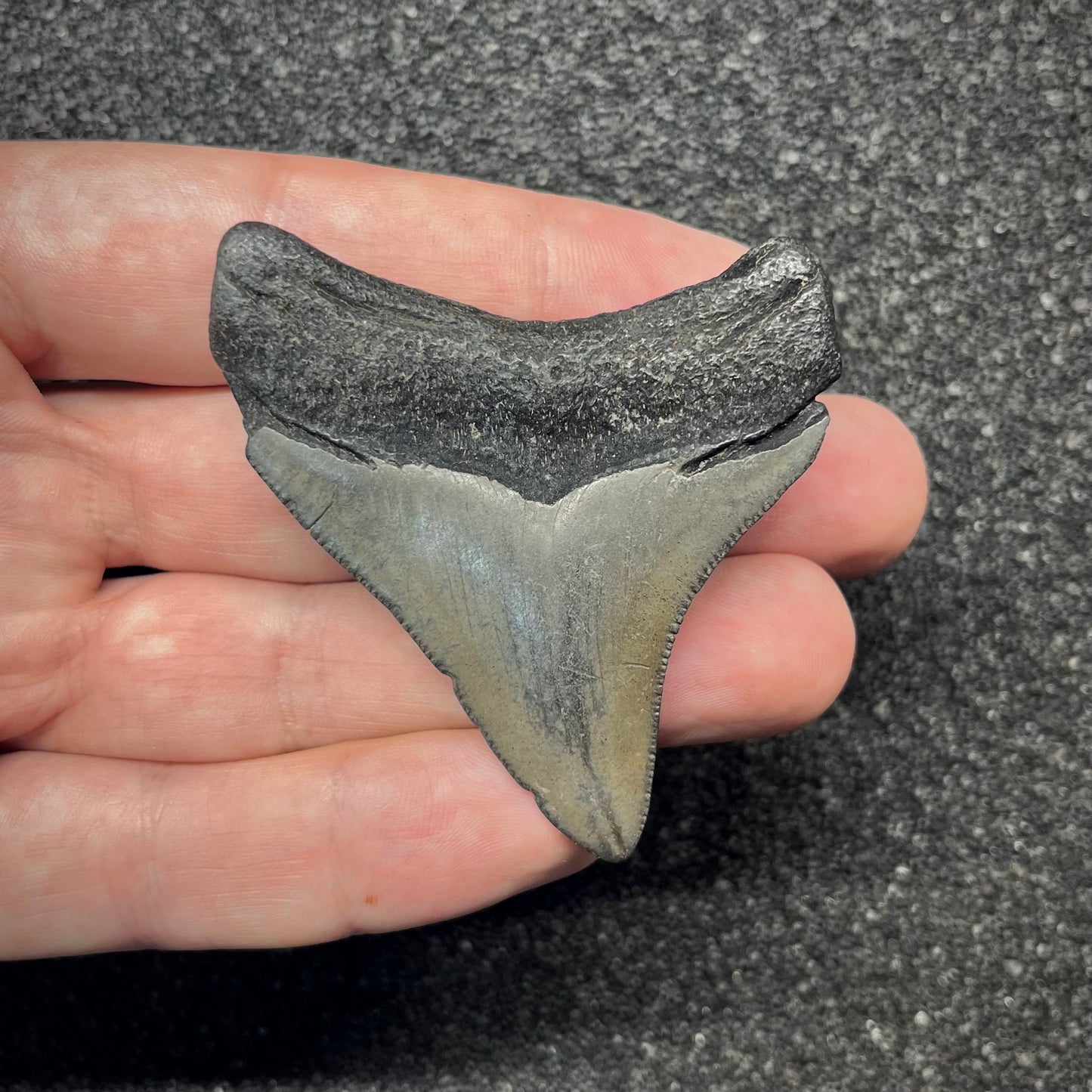 F2870 | Squalo | Otodus megalodon