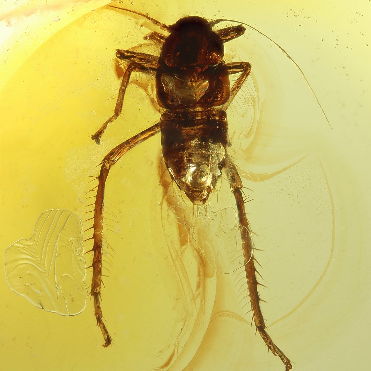 F2427 | Ambra con inclusione | Fulgoromorpha indet.