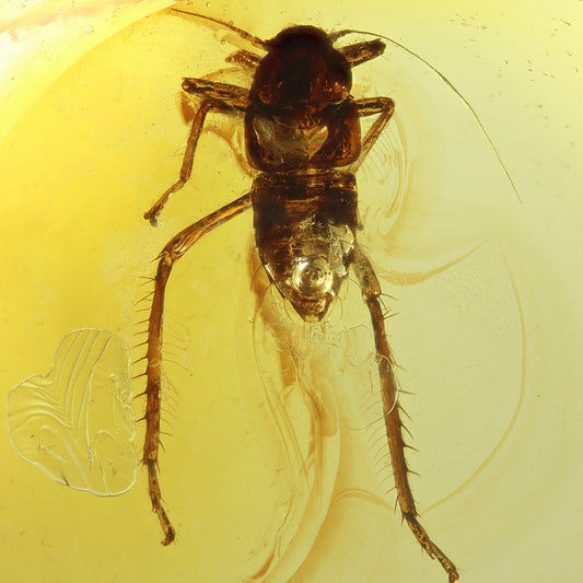 F2427 | Ambra con inclusione | Fulgoromorpha indet.